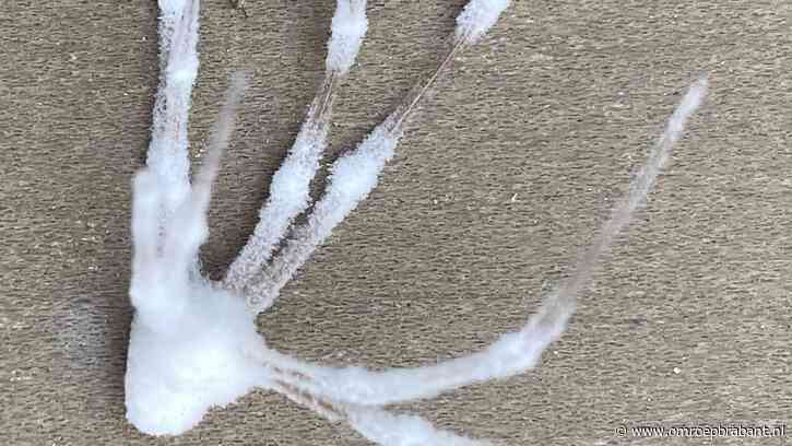 Mari vond een spookachtige spin met wit spul, Frans vertelt meer