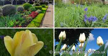 The beautiful Kent gardens with tulips and wisteria that's up for an award