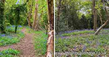The stunning Bluebell woods you can visit at a park in Lewisham