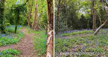The stunning Bluebell woods you can visit at a park in Lewisham