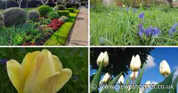 The beautiful Kent gardens with tulips and wisteria that's up for an award