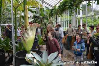 Geur is misselijkmakend maar bloeiende reuzenaronskelk trekt zoveel volk dat Plantentuin langer openblijft