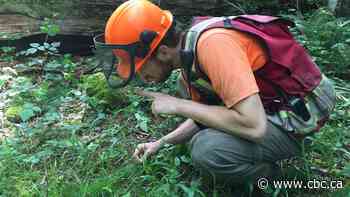 I work in forestry. I feel torn as a voter between my livelihood and climate action 