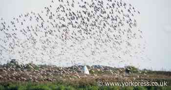 Secrets of spring migration: 'a high-stakes gamble, and a strive for balance'