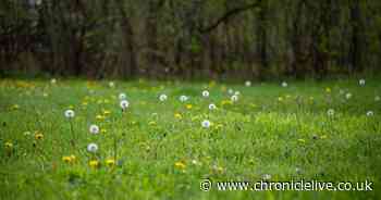 35p kitchen staple could be the answer to banishing weeds in your garden