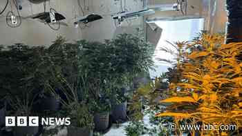 Tip-off leads police to 100 cannabis plants