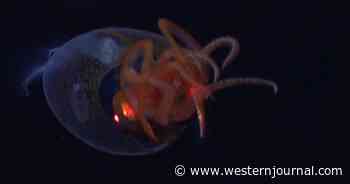 Living Colossal Squid Recorded in Its Habitat for First Time in History