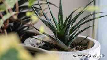 9 Houseplants You Couldn't Kill if You Tried, According to Experts