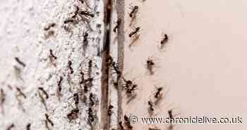 Homeowners urged to use one simple item to stop ant 'invasion'