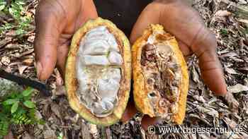 Klimawandel und Missernten: Bleibt der Elfenbeinküste der Kakao?