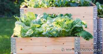 Moestuin van Roos (48) loopt uit op geldflater: ‘Opeens besefte ik dat dit geen goed idee was’