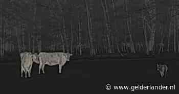 Ruben filmt met zijn nachtcamera een wolf die door twee koeien de wei uitgejaagd wordt