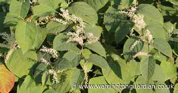 When does Japanese Knotweed flower in the UK and what to do if you find some