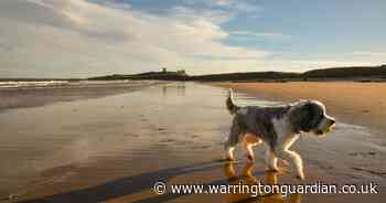 Dog owners could face £1,000 fine for breaking beach rule from May
