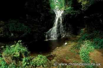 Idyllic Northumberland walk with red squirrels and 'surprise reward' at the end