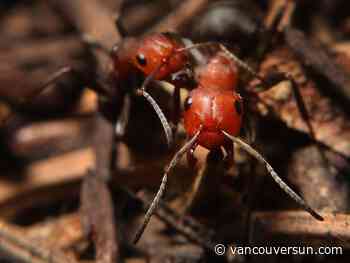 The Bookless Club: How do you do battle with ants and other summer pests?