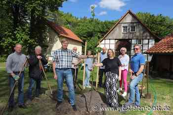Alte Buchen weichen Winterlinden