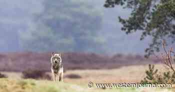 Single Wolf Can Cause Six-Figure Harm to Ranching Operations: Shocking Study