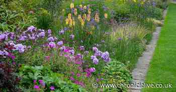 Simple BBC Gardeners' World hack to fill bare patches in your garden for just £5