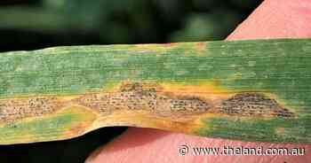 Correct identification essential for cereal disease management | Down to Earth