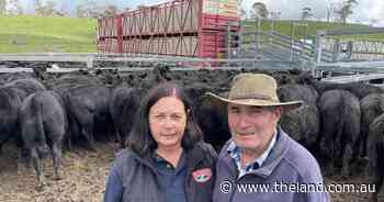 Weaner cattle bred for bone and vigour make the grade in prime Angus country