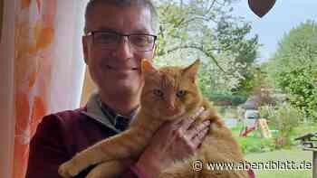 Freilaufender Kater aus Rahlstedt landet immer wieder im Tierheim