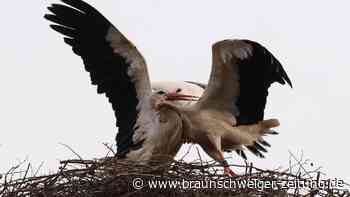 Vier Küken in Storchennest im Landkreis Gifhorn getötet