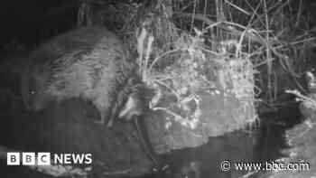 Night vision camera captures beaver breaking wind