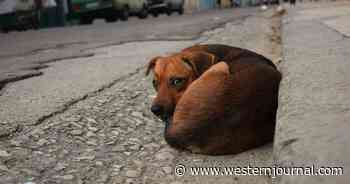 Caught Red-Handed: Animal Activists Used Homeless Pets to Fund Vegan Diet Crusade