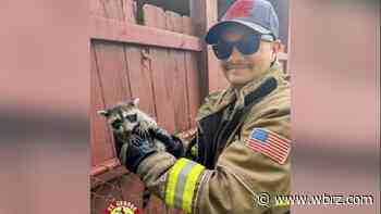 St. George firefighters save raccoon stuck in storm drain