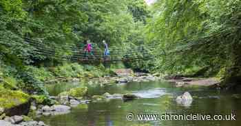 Tranquil Northumberland woodland named one of UK's top spots for mental wellbeing break
