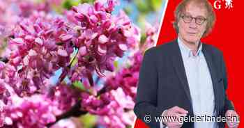 Ik praat haast nooit over bomen, terwijl ik er toch een groot liefhebber van ben