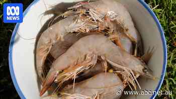 Fishers struggle to find banana prawns in ocean after rain comes too late