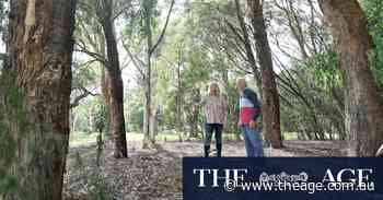 Gardiners Creek is a rare slice of urban bush. The government wants to build 20-storey towers on its bank