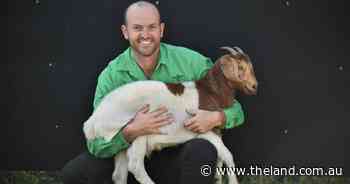 Why underestimating the power of genetics could cost goat producers thousands