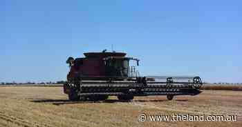 All eyes on global grain production and demand from importing companies