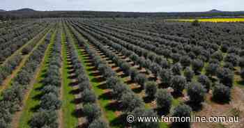 Olive groves with more than 24,000 trees in highly favoured production area