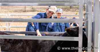 Students gear up for the South Coast Steer Spectacular