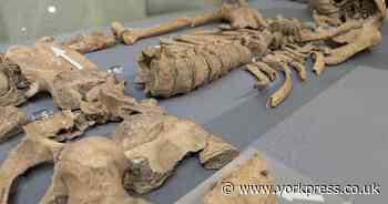 PICTURES: Roman gladiator skeleton with 'lion bite' on show at York attraction