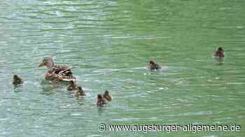 Landsberger setzen sich gemeinsam für die Sicherheit der Küken im Mühlbach ein