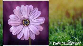 Jonnie Vanvinckenroye, 76 jaar