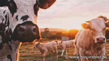 Vraag van Vlaams Belang over infobordjes voor weidedieren leidt tot bijsturing in Lier