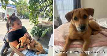 'I befriended a stray dog in Bali - I need £3,00 to bring her home to Beckenham'