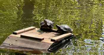 Ooit gedumpt, daarna gestolen, nu ongrijpbaar: Wageningen komt niet af van ‘ongewenste’ schildpad