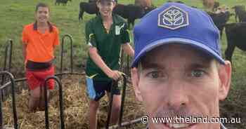 Soybean silage a protein hit for flood bound cattle during this wet season