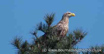 UK's biggest bird of prey spotted hunting in Hampshire woodland
