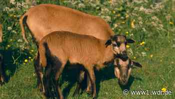 Verschwundene Schafherde in Hürth: Doch kein Diebstahl