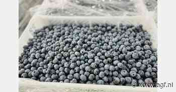 "Bewogen eerste kwartaal van 2025 voor blauwe bessen"