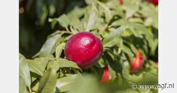"Steeds betere kwaliteit vroeg steenfruit stimuleert consumptie"