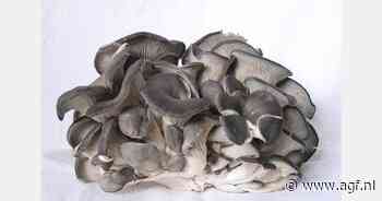 "De toekomst van plastic in oesterzwammen?"